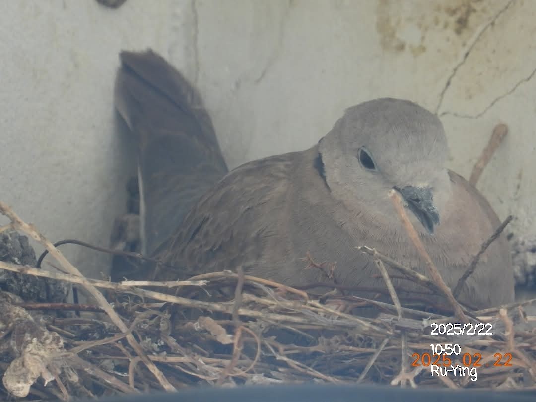 Red Collared-Dove - ML631144954