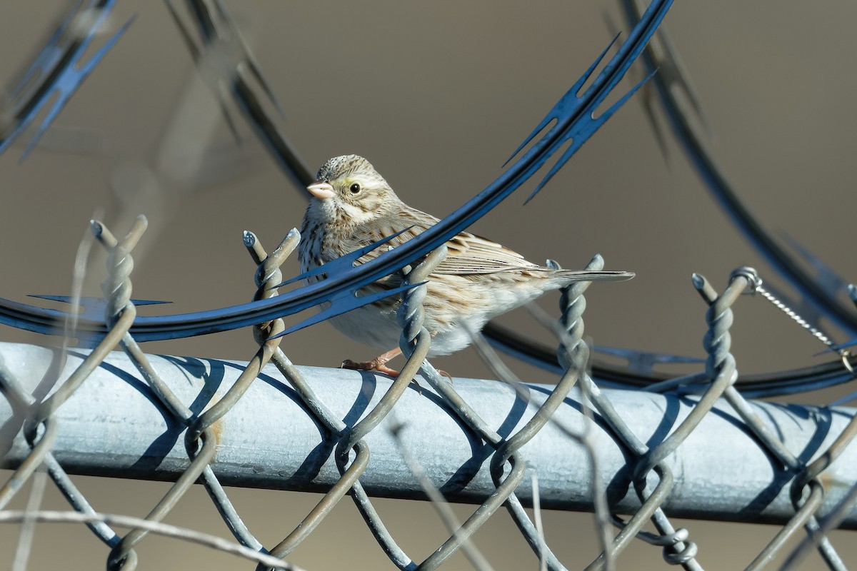 Savannah Sparrow (Ipswich) - ML631145168