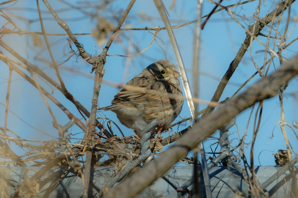 Savannah Sparrow (Ipswich) - ML631145178