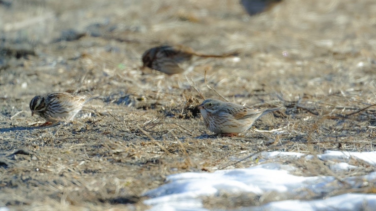 Savannah Sparrow (Ipswich) - ML631145185
