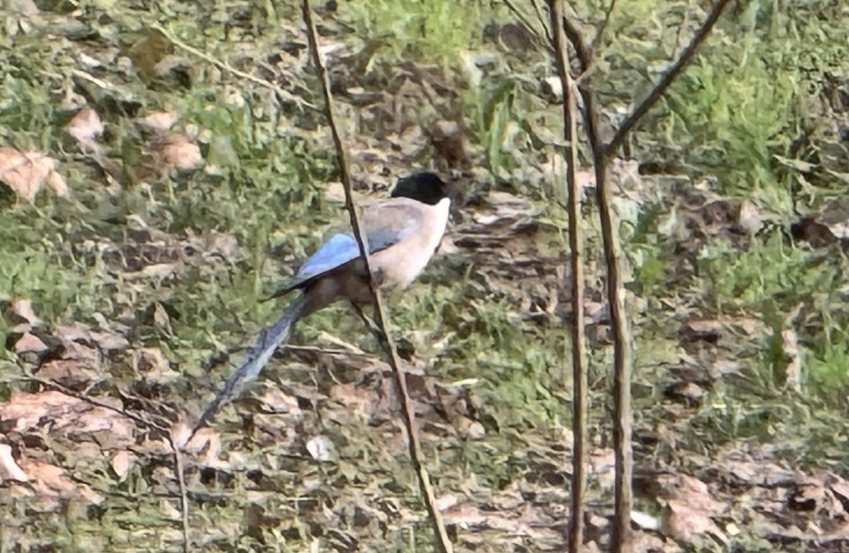 Iberian Magpie - ML631145225