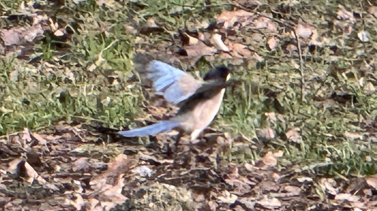 Iberian Magpie - ML631145226