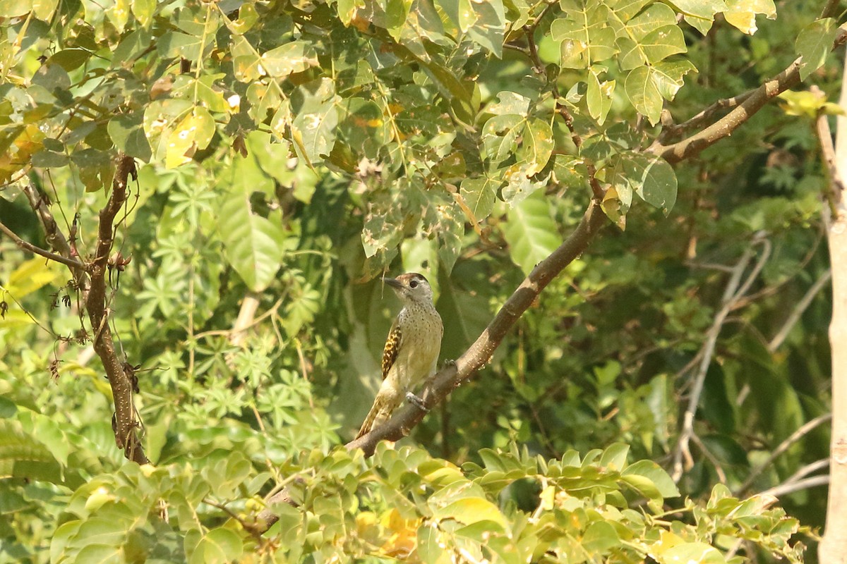 Speckle-breasted Woodpecker - ML631145420