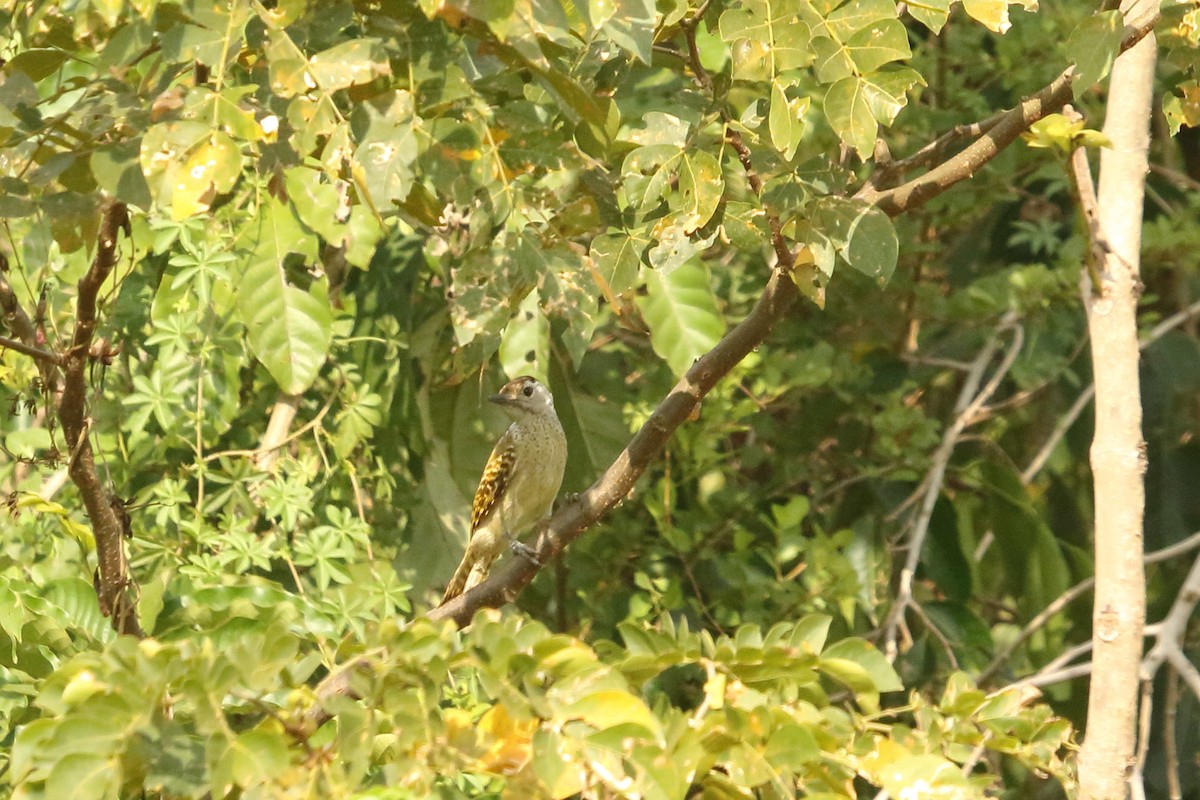 Speckle-breasted Woodpecker - ML631145423