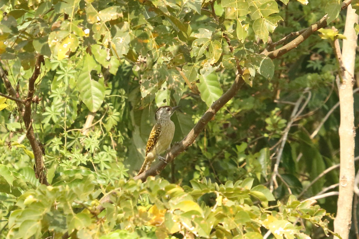 Speckle-breasted Woodpecker - ML631145424
