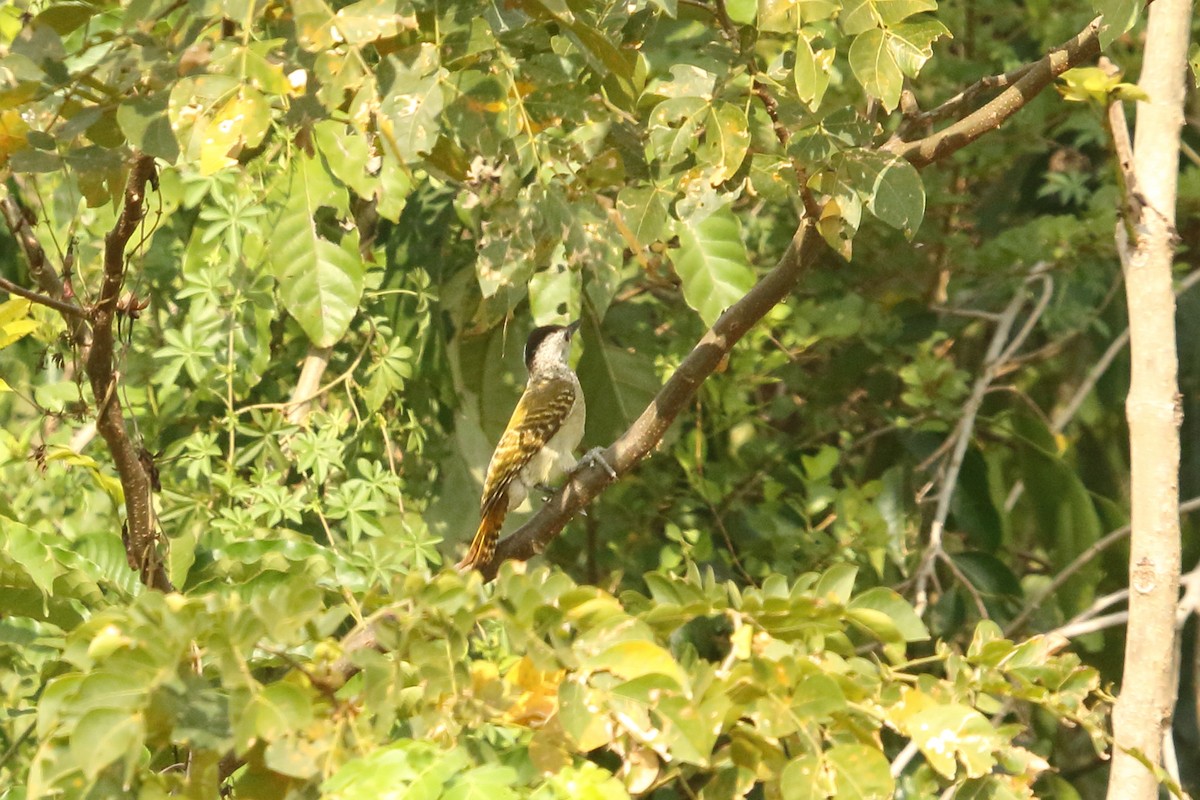 Speckle-breasted Woodpecker - ML631145425