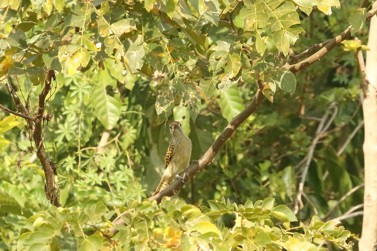 Speckle-breasted Woodpecker - ML631145426