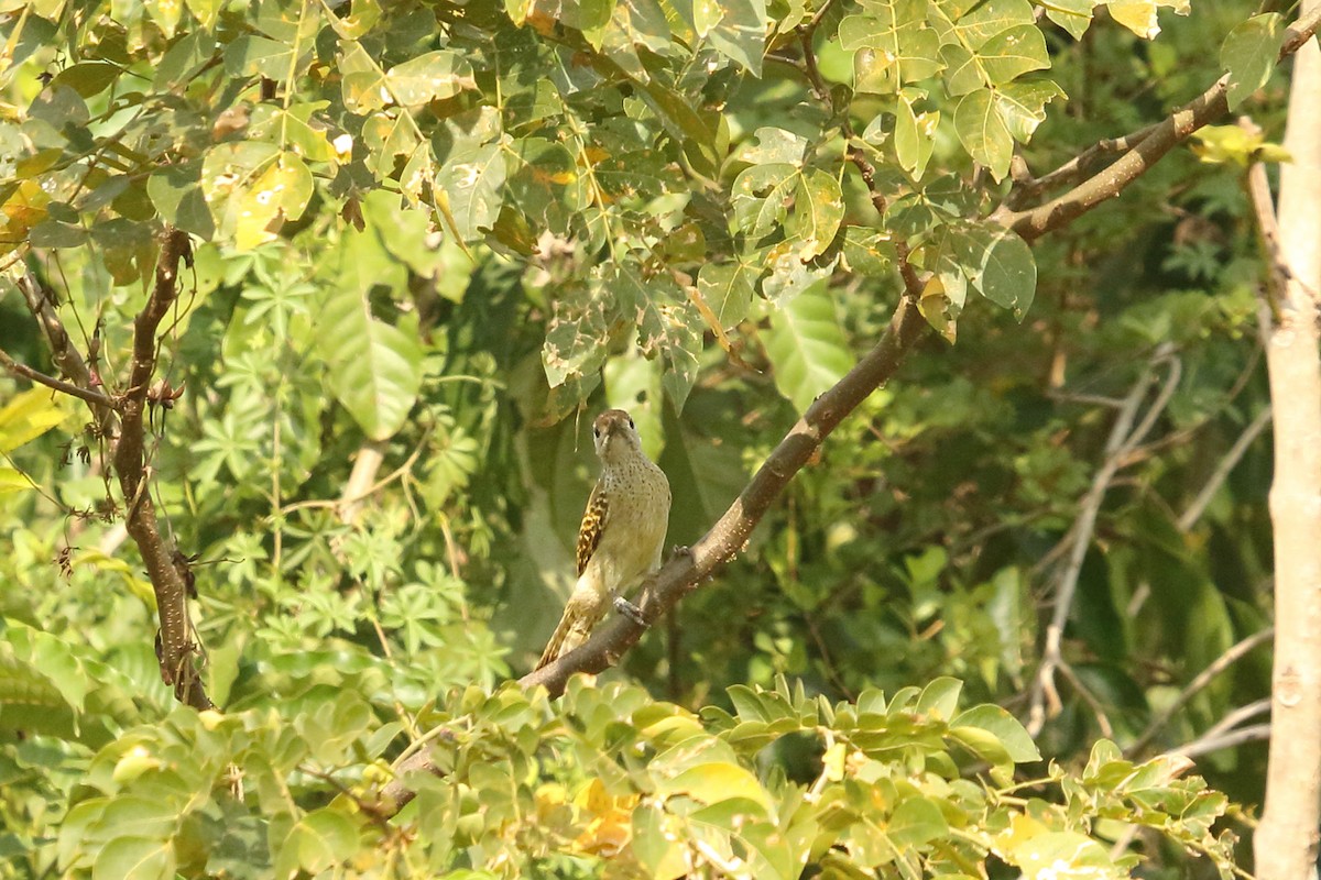 Speckle-breasted Woodpecker - ML631145427