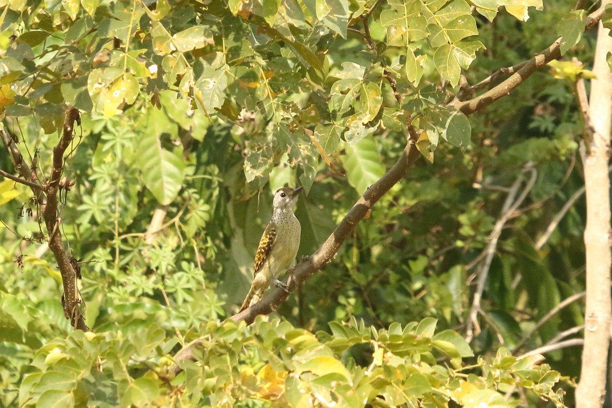 Speckle-breasted Woodpecker - ML631145428