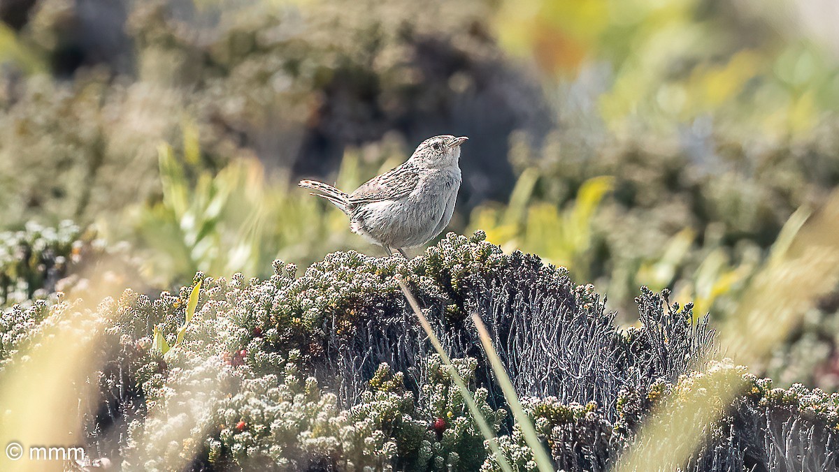 Grass Wren (Austral) - ML631145570