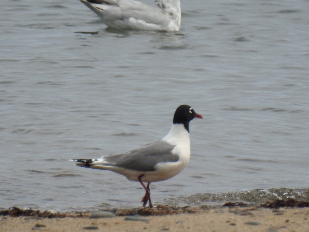 Franklin's Gull - ML63114561