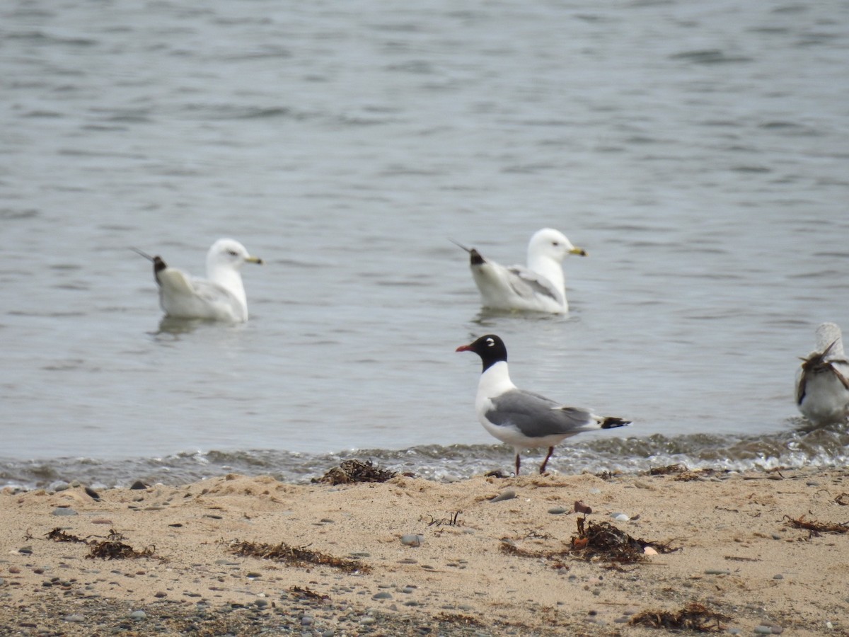 Franklin's Gull - Fred MacKenzie