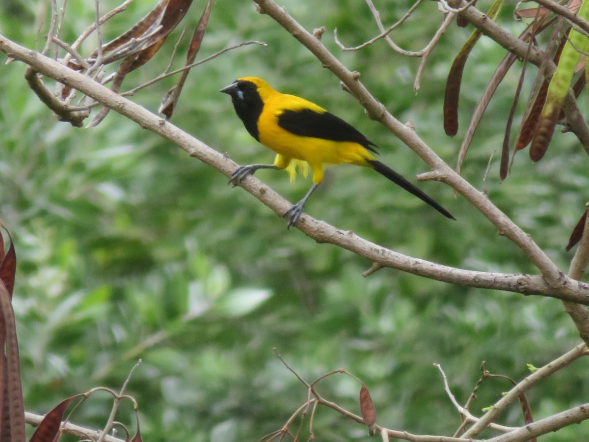 Yellow-backed Oriole - ML631145923