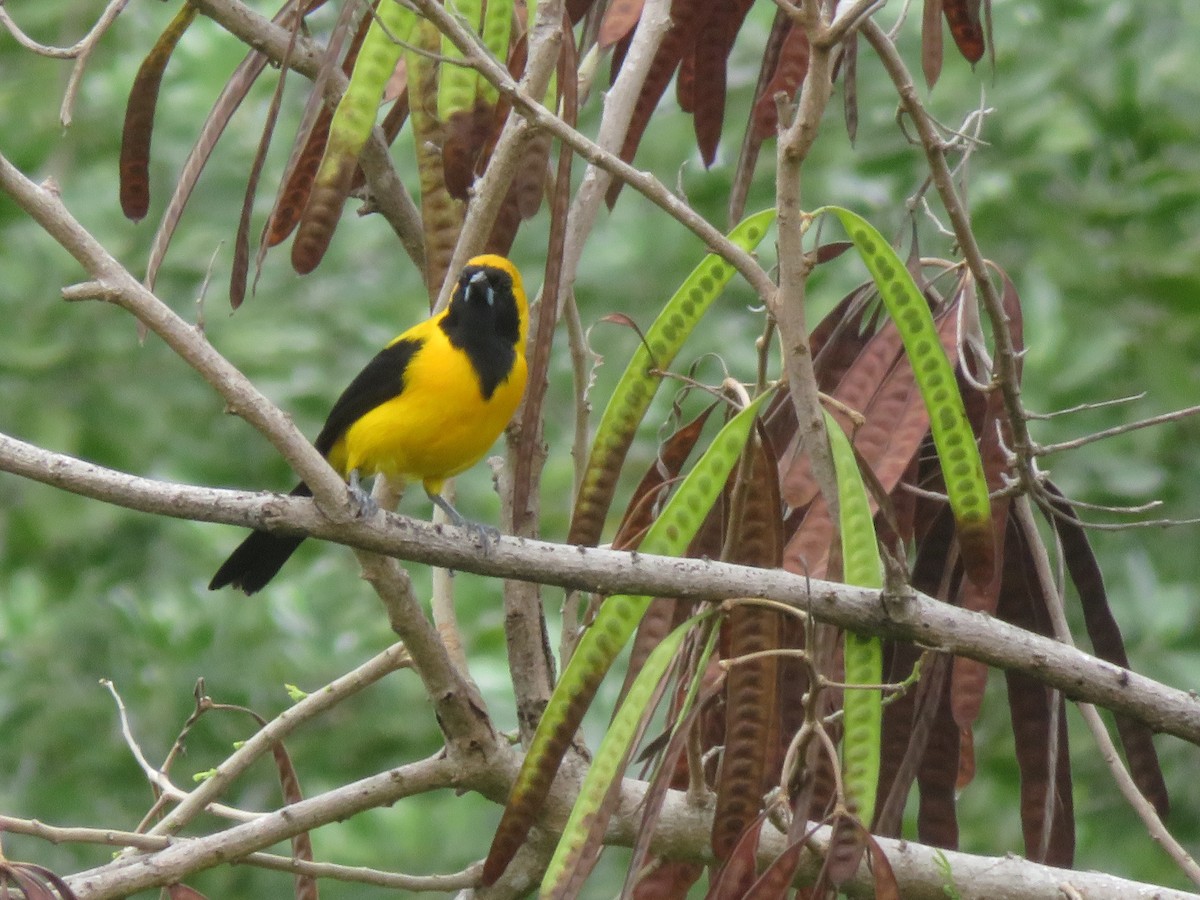 Yellow-backed Oriole - ML631145924
