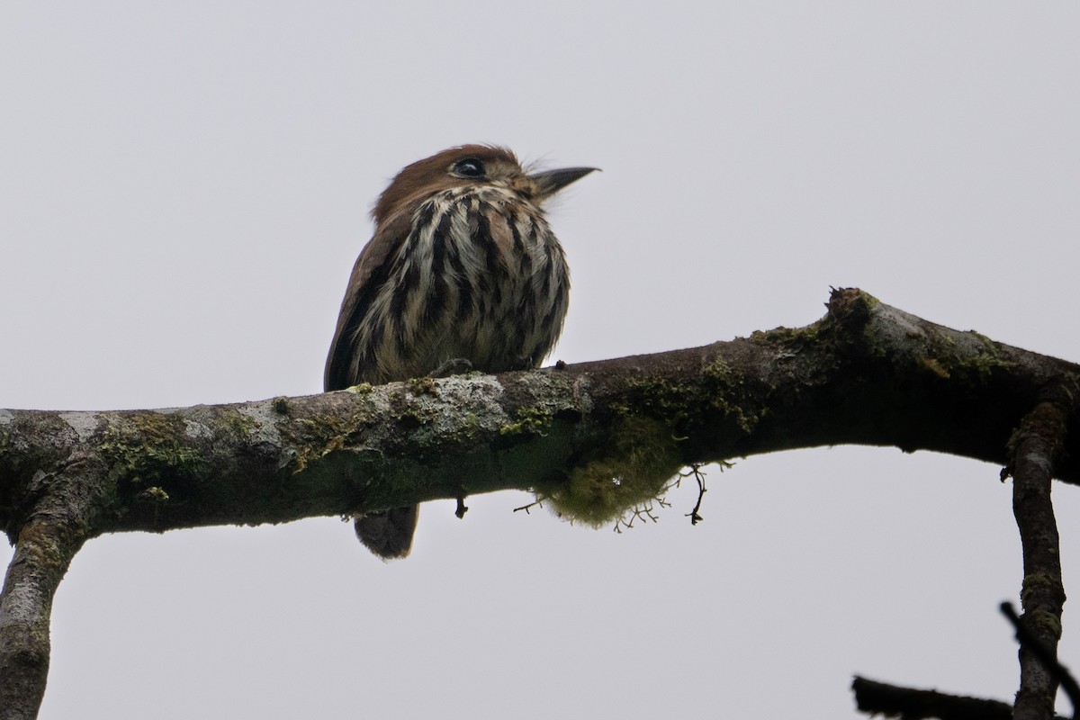 Lanceolated Monklet - ML631146010