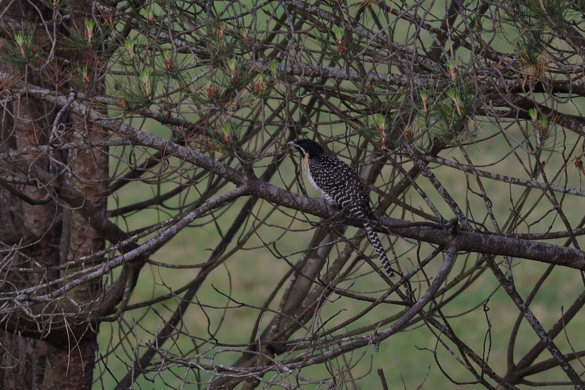 grånebbkoel (cyanocephalus/subcyanocephalus) - ML631146045