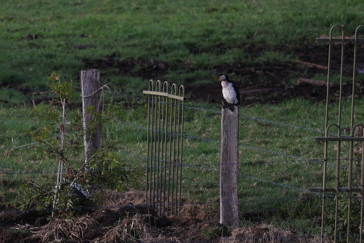 kortnebbskarv - ML631146054