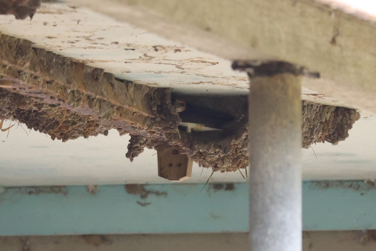 alvesvale - ML631146060