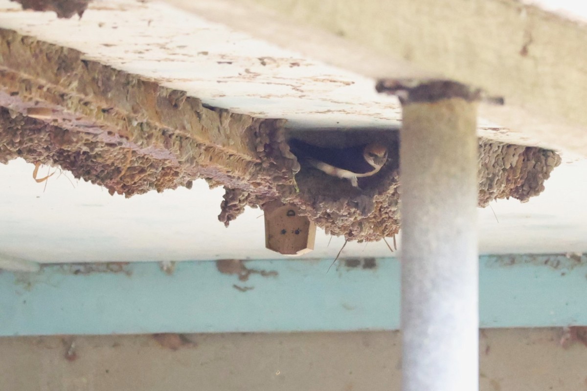 alvesvale - ML631146062