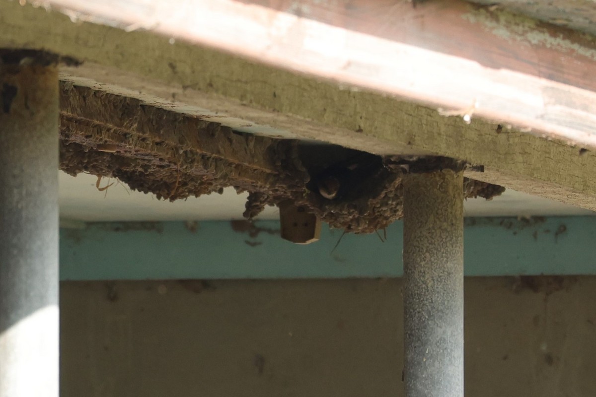 alvesvale - ML631146063