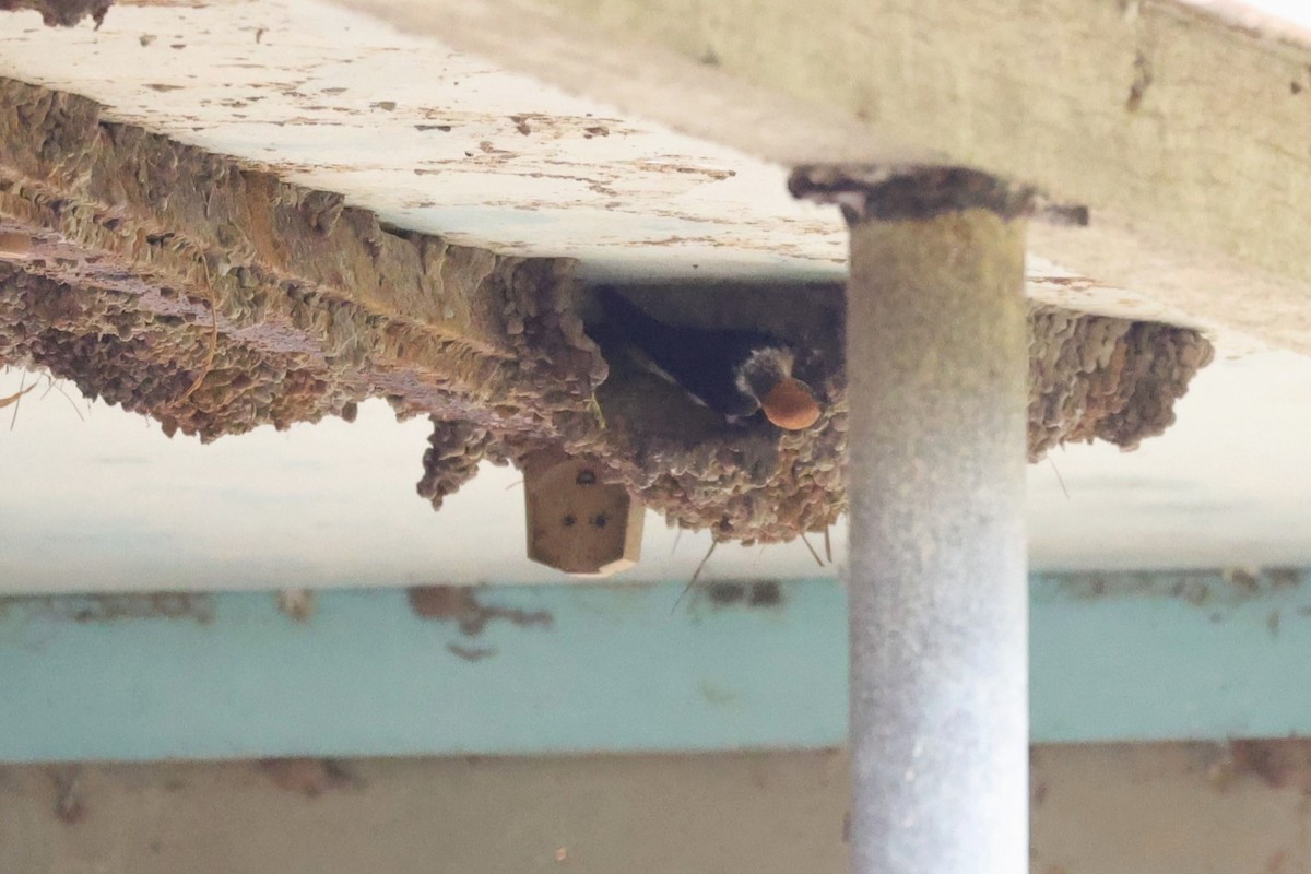 alvesvale - ML631146064