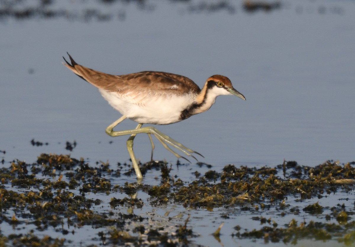 Jacana Colilarga - ML631146303