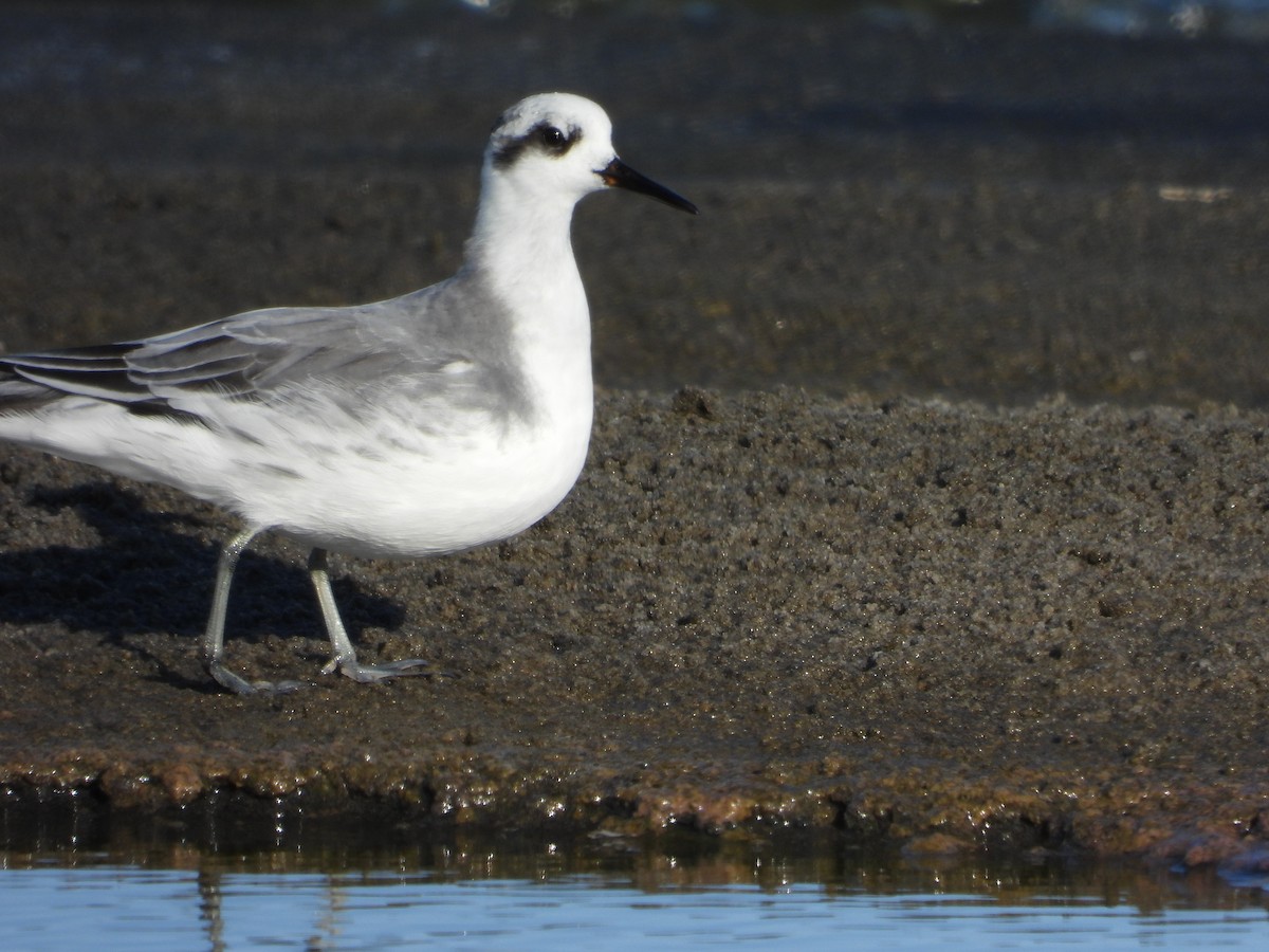 Red Phalarope - ML631146904