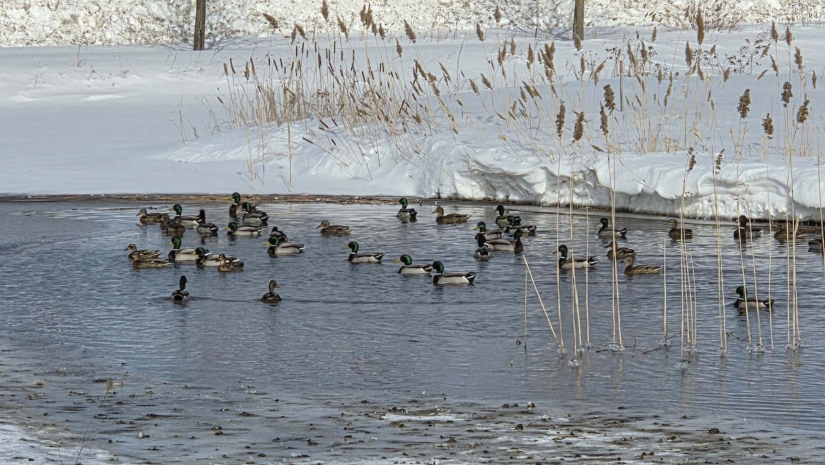 Mallard - ML631146980