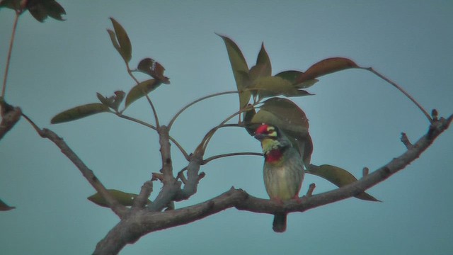 Coppersmith Barbet - ML631147068