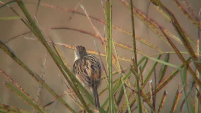 Cisticole des joncs - ML631147077