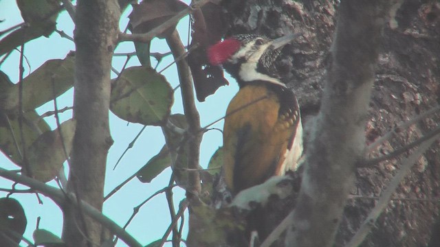Black-rumped Flameback - ML631147100