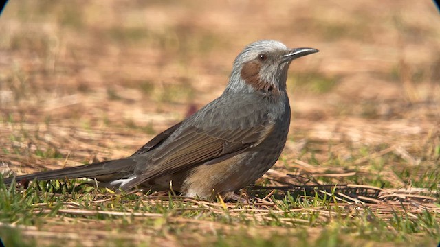 Brown-eared Bulbul - ML631147168