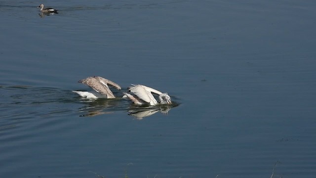 Spot-billed Pelican - ML631147206