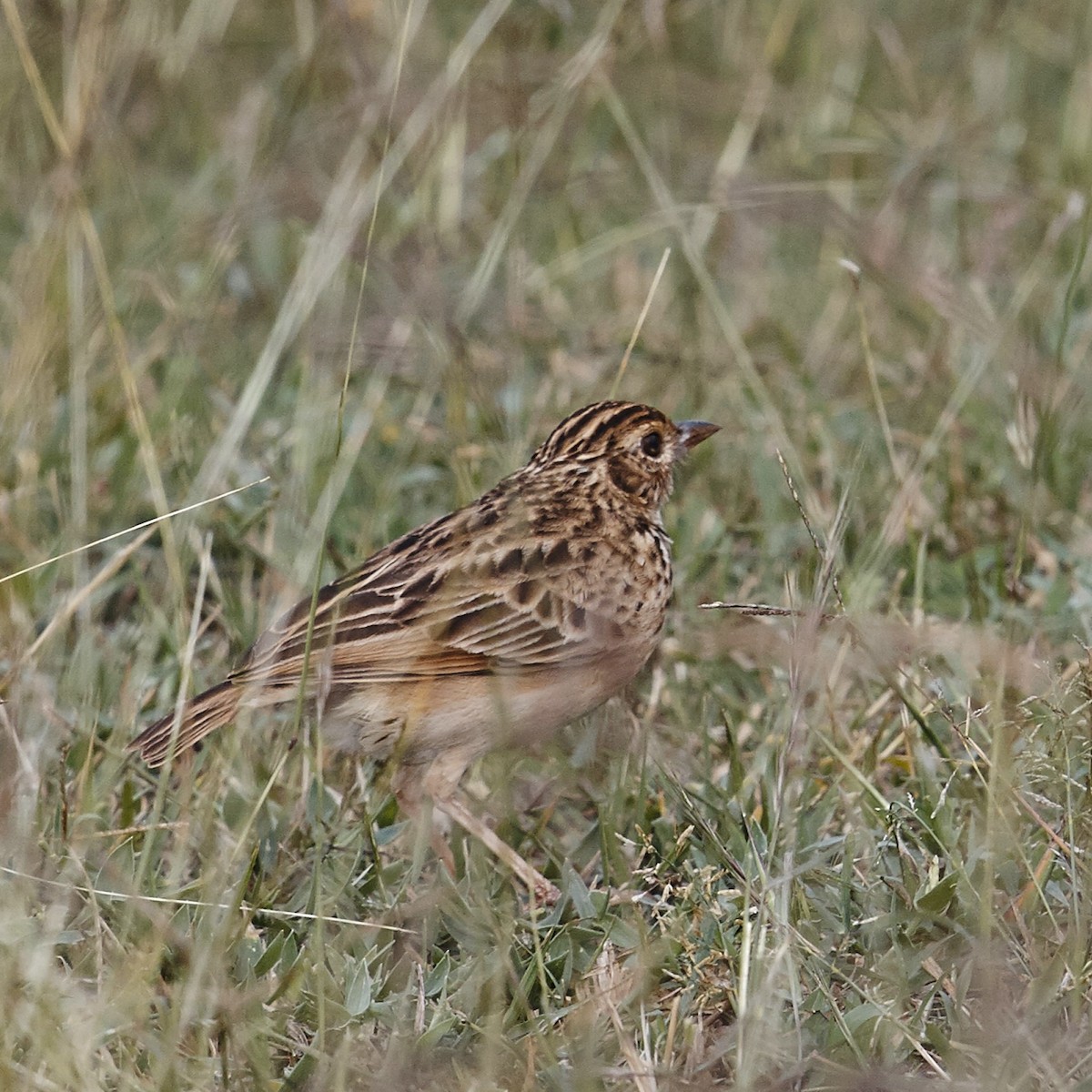 Jerdon's Bushlark - ML631147438