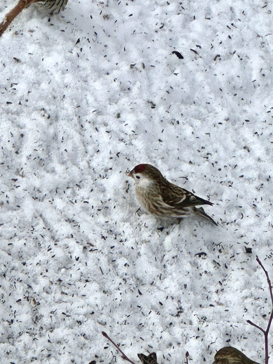 Redpoll - ML631147464