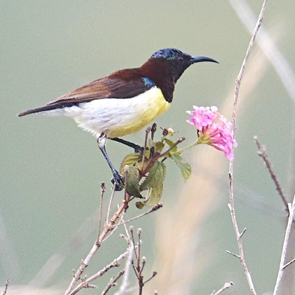 Purple-rumped Sunbird - ML631147664