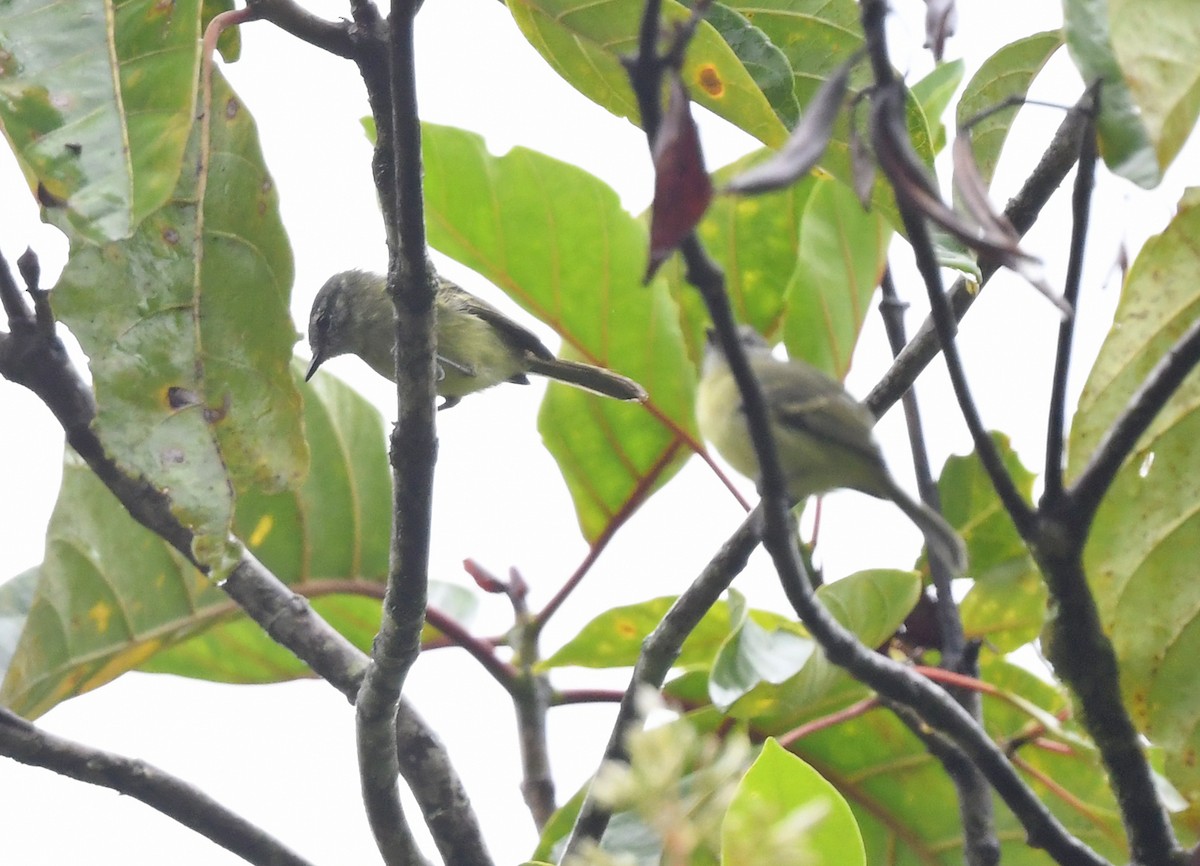 エクアドルヒゲハエトリ - ML631147682