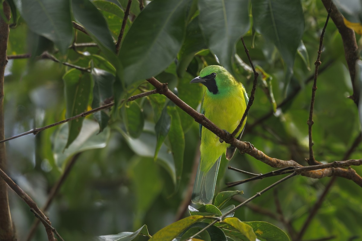 Borneo Yaprakkuşu - ML631147735