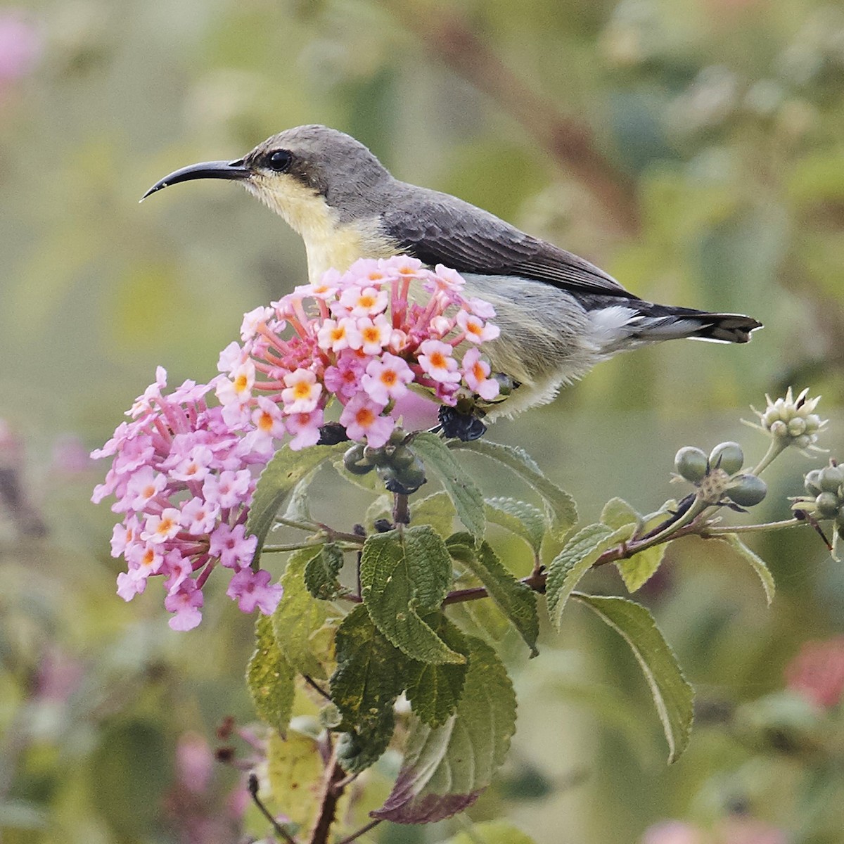 Purple-rumped Sunbird - ML631147888