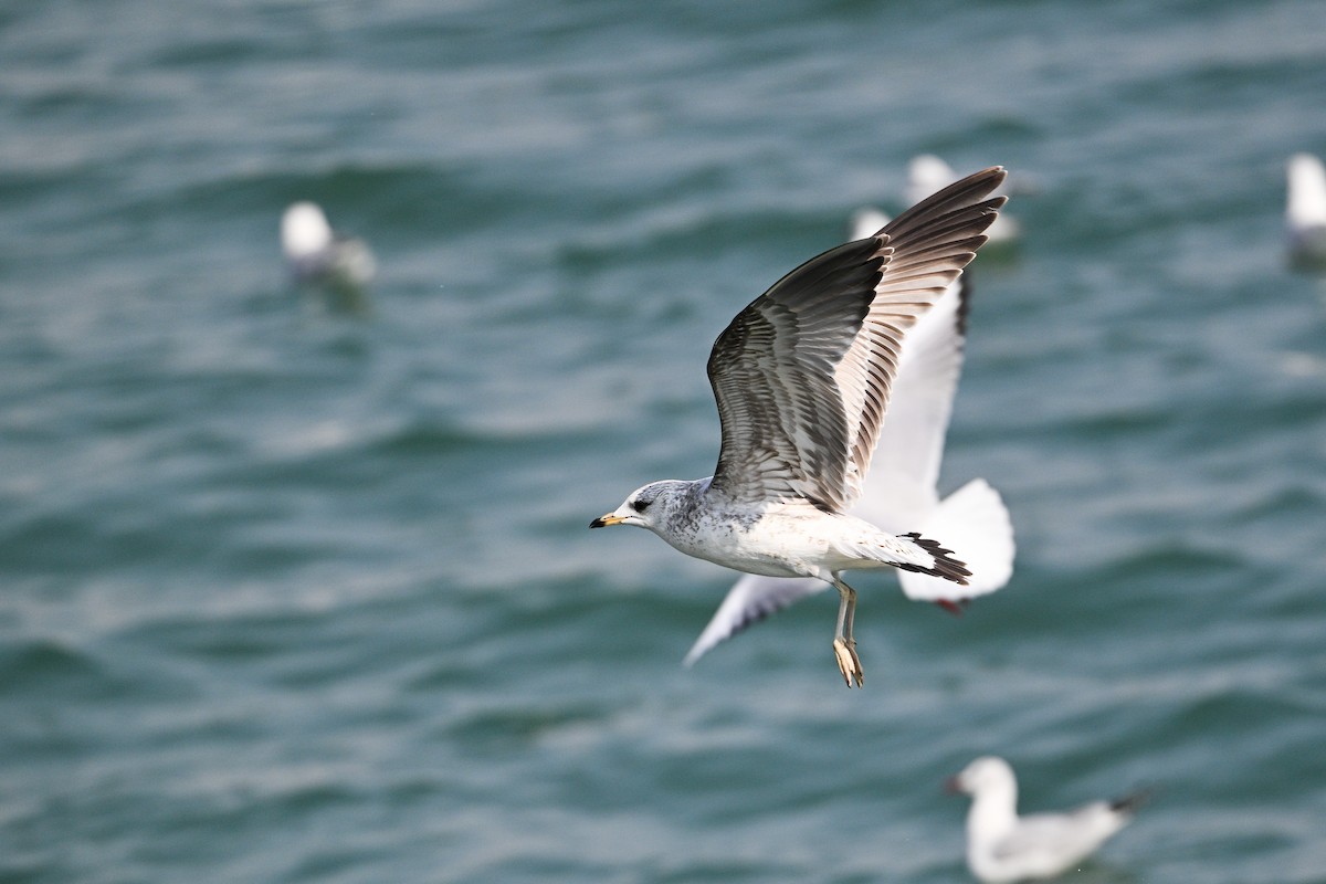 Common Gull (Russian) - ML631147900