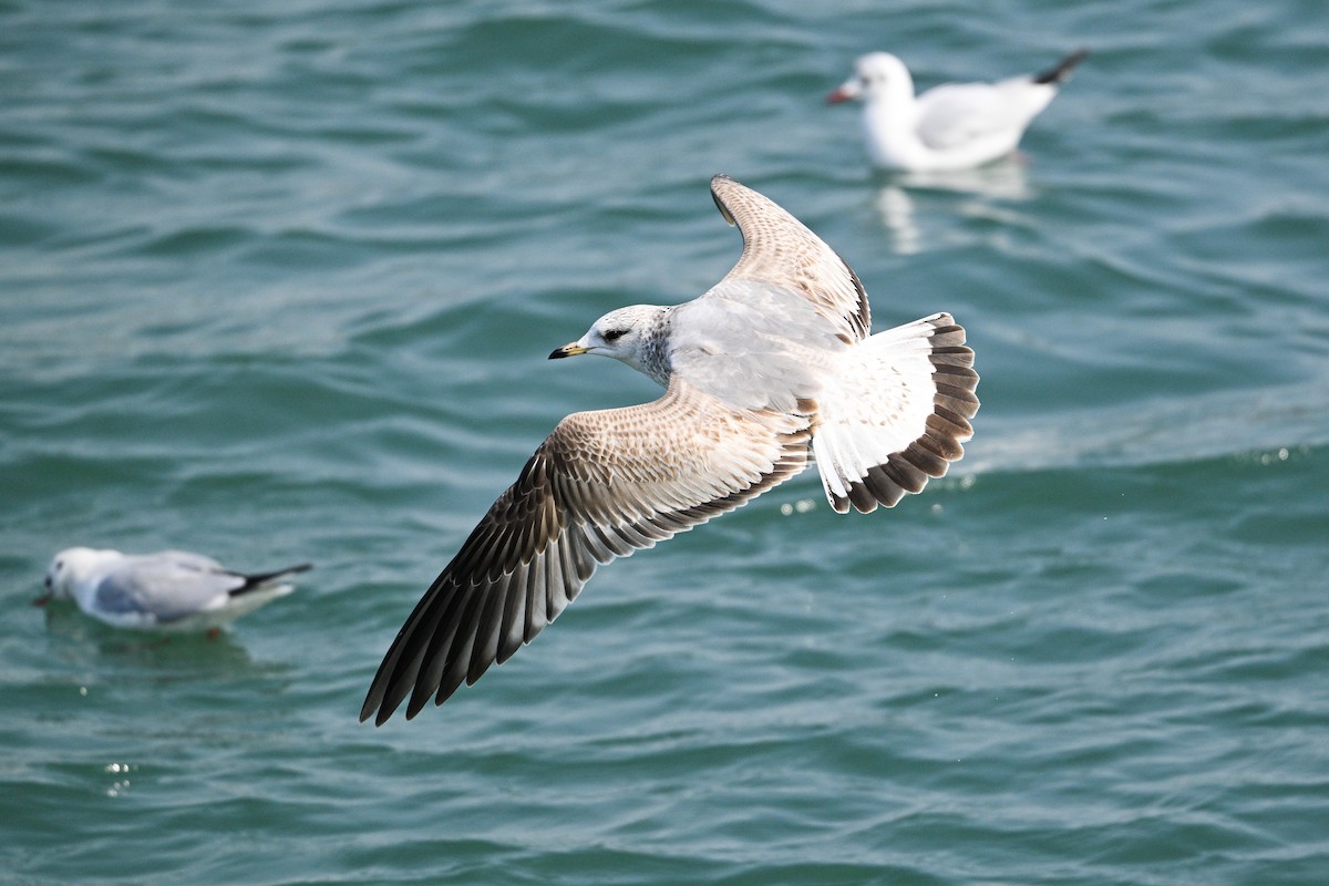 Common Gull (Russian) - ML631147929