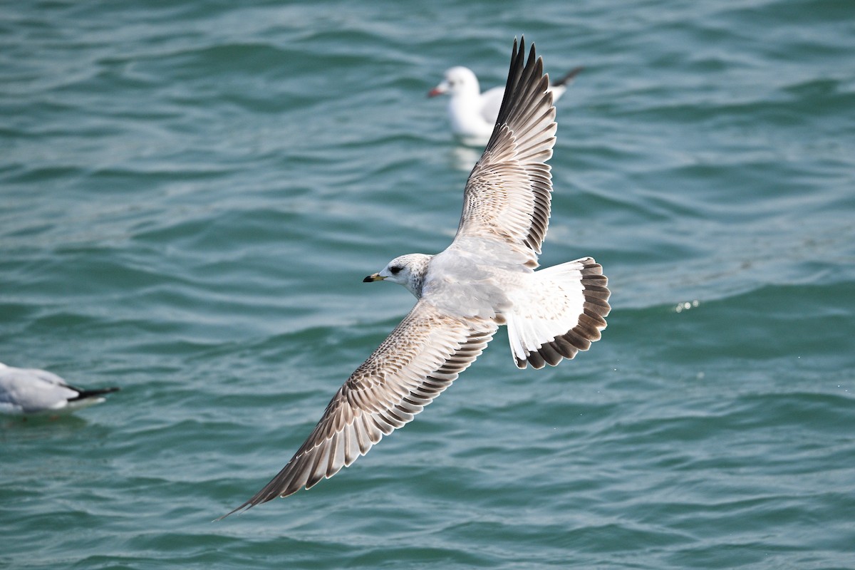 Common Gull (Russian) - ML631147930