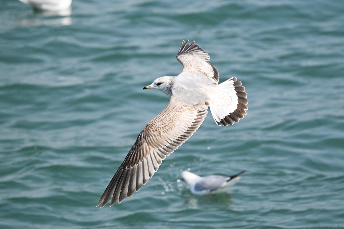 Common Gull (Russian) - ML631147931