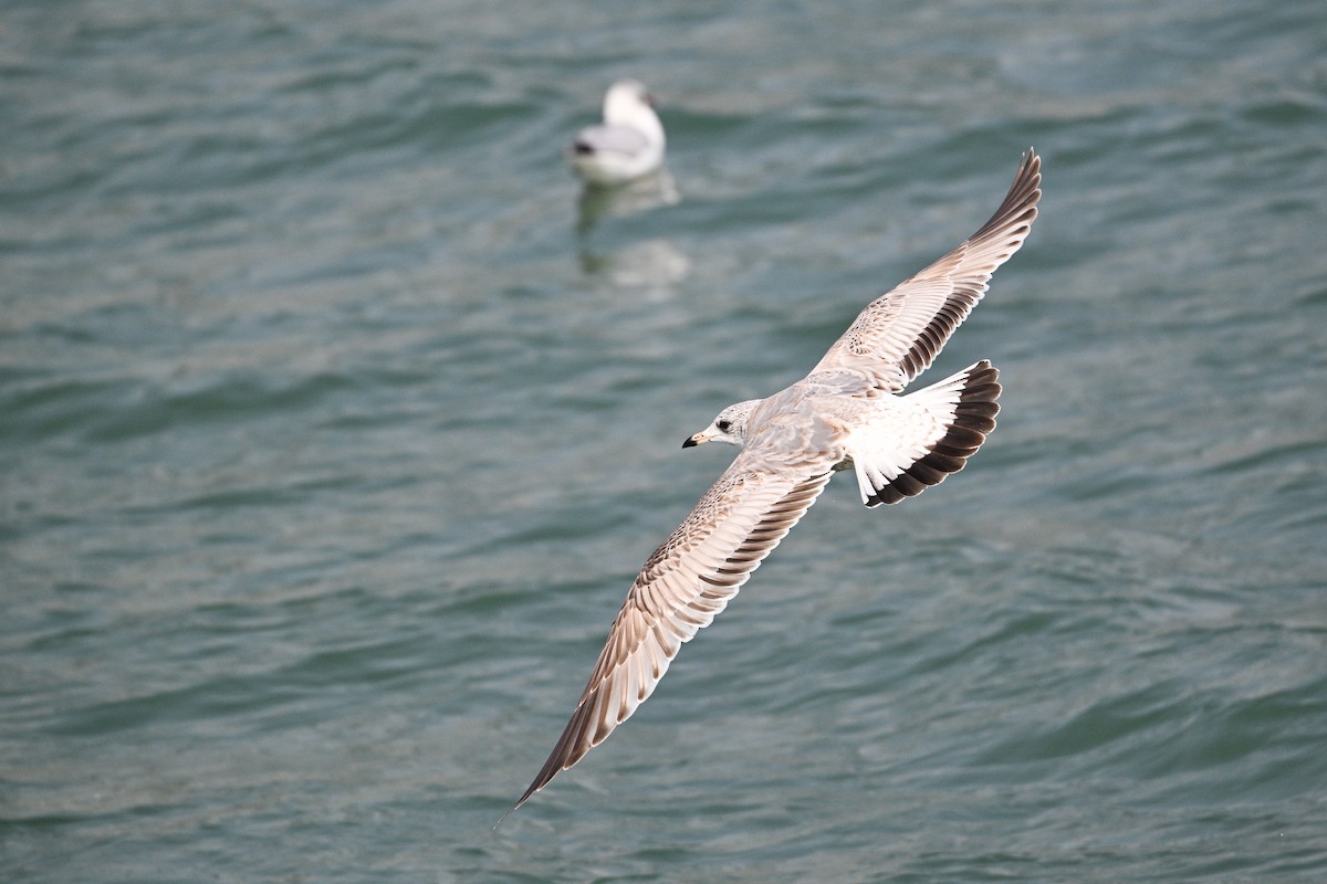 Common Gull (Russian) - ML631147932