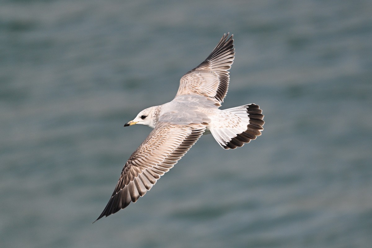Common Gull (Russian) - ML631147939