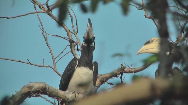 Malabar Pied-Hornbill - ML631147960