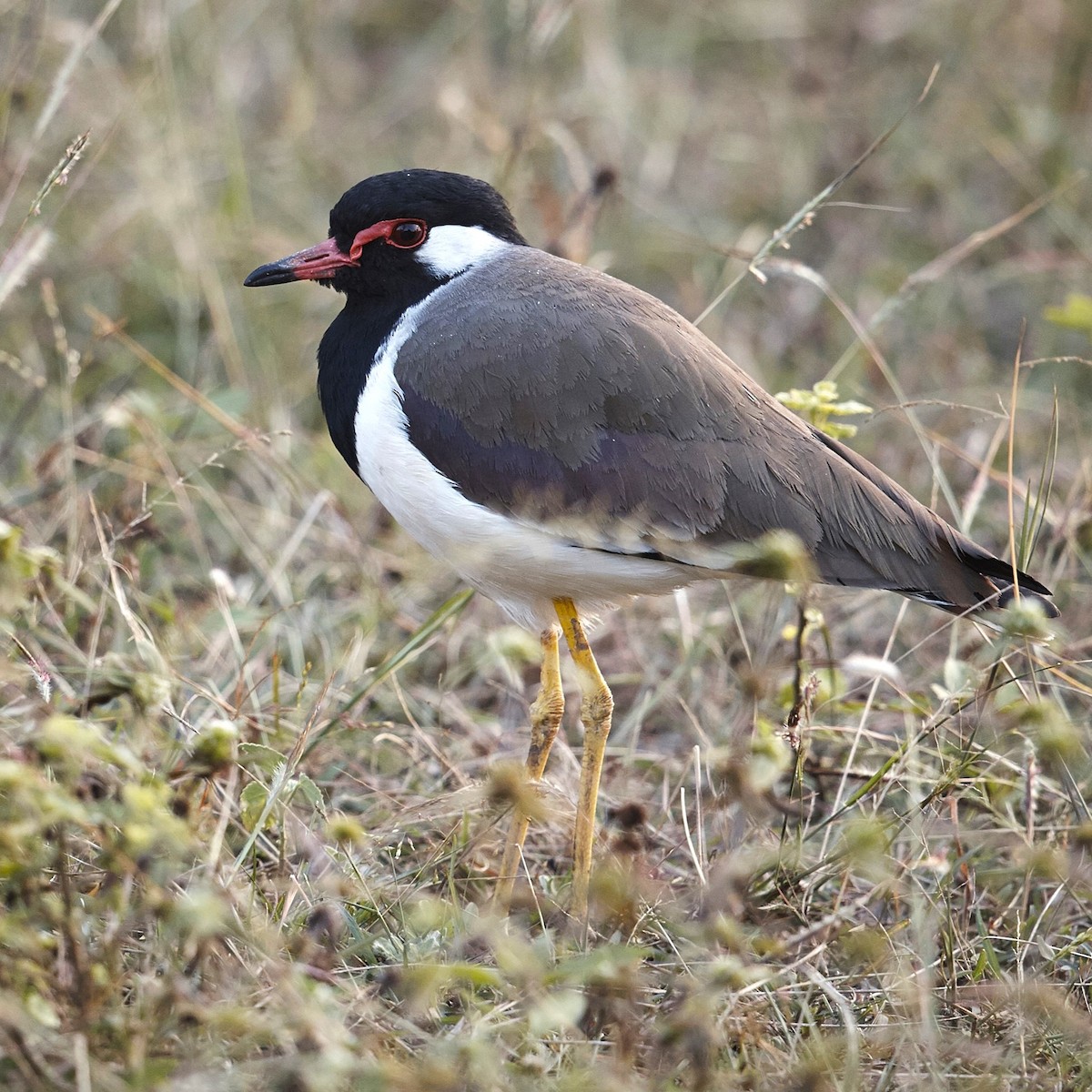 Red-wattled Lapwing - ML631147966