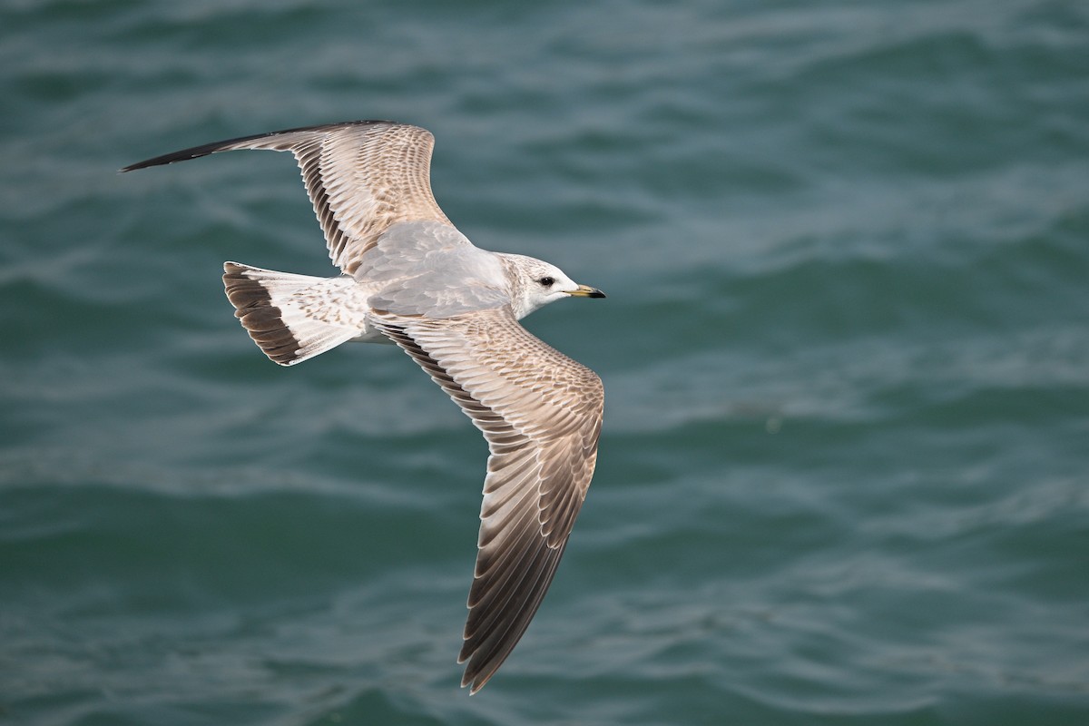 Common Gull (Russian) - ML631147982