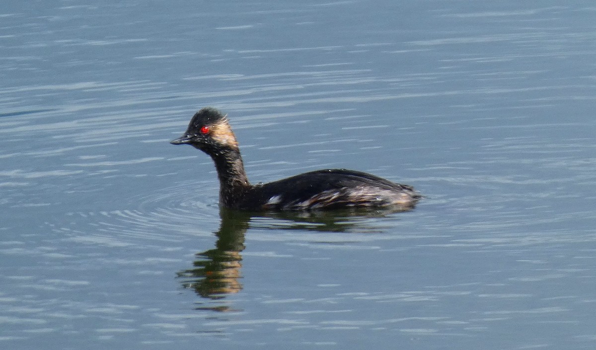 Schwarzhalstaucher - ML631148018