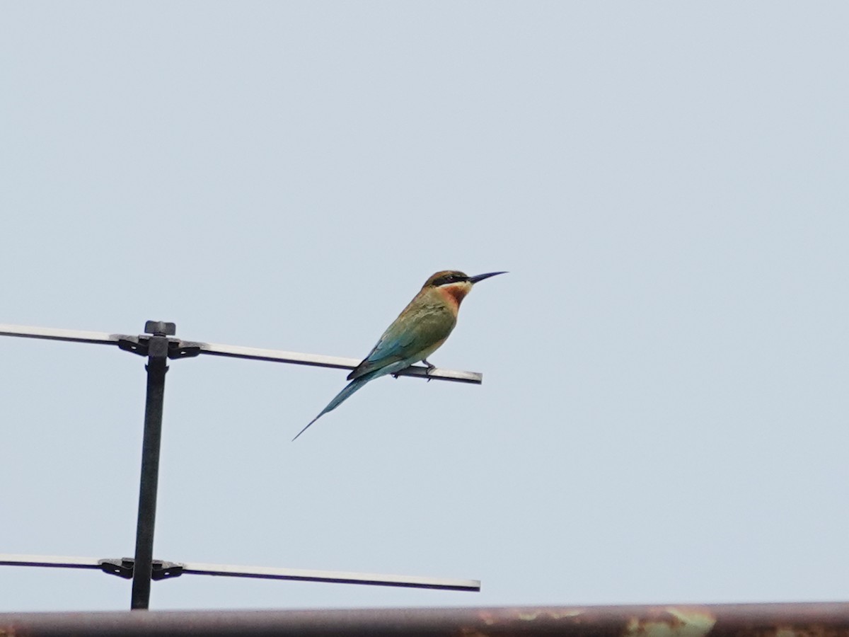 Blue-tailed Bee-eater - ML631148105